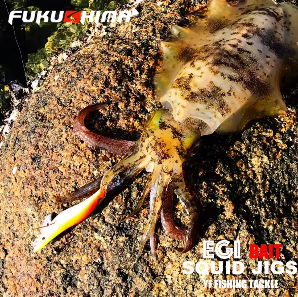 Egi Bait Fukushima